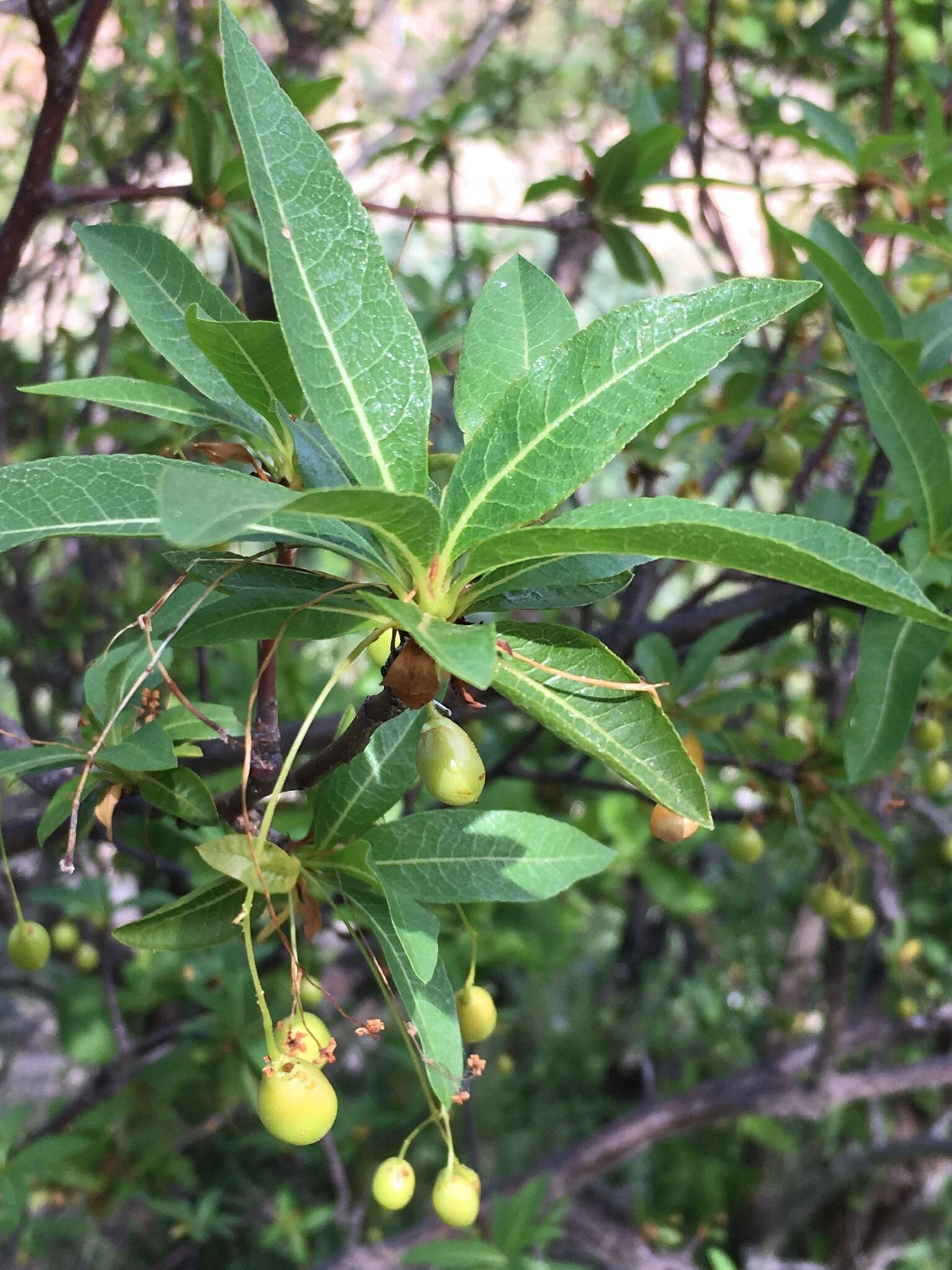 Image of Bursera cerasiifolia T. S. Brandeg.