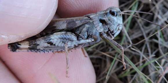 Imagem de Encoptolophus costalis (Scudder & S. H. 1862)