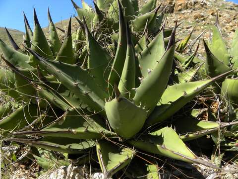 Image of Agave margaritae Brandegee