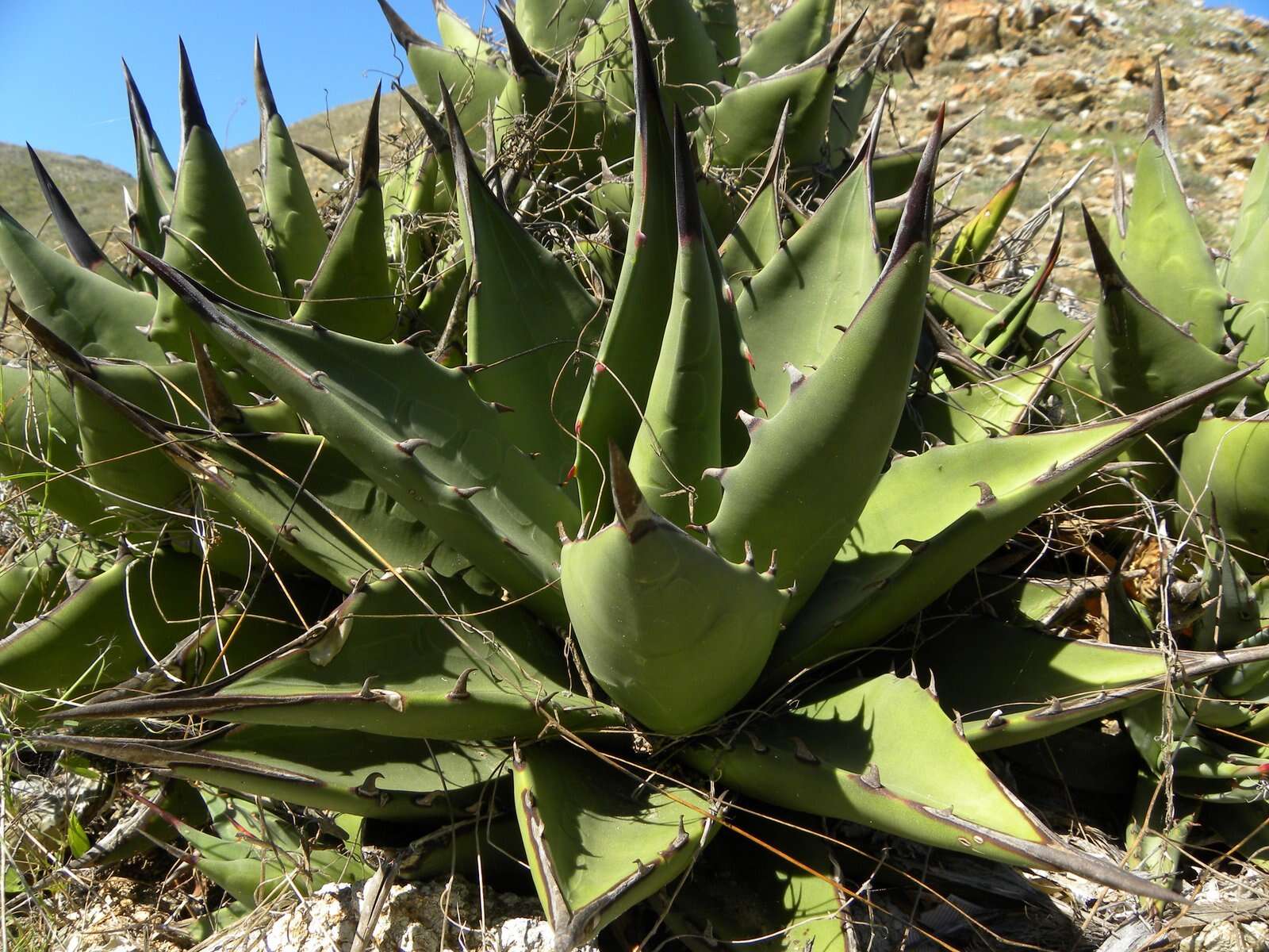 Agave margaritae Brandegee resmi