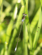 Image of Rainpool Spreadwing