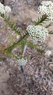 Image of Ozothamnus diosmifolius (Vent.) DC.