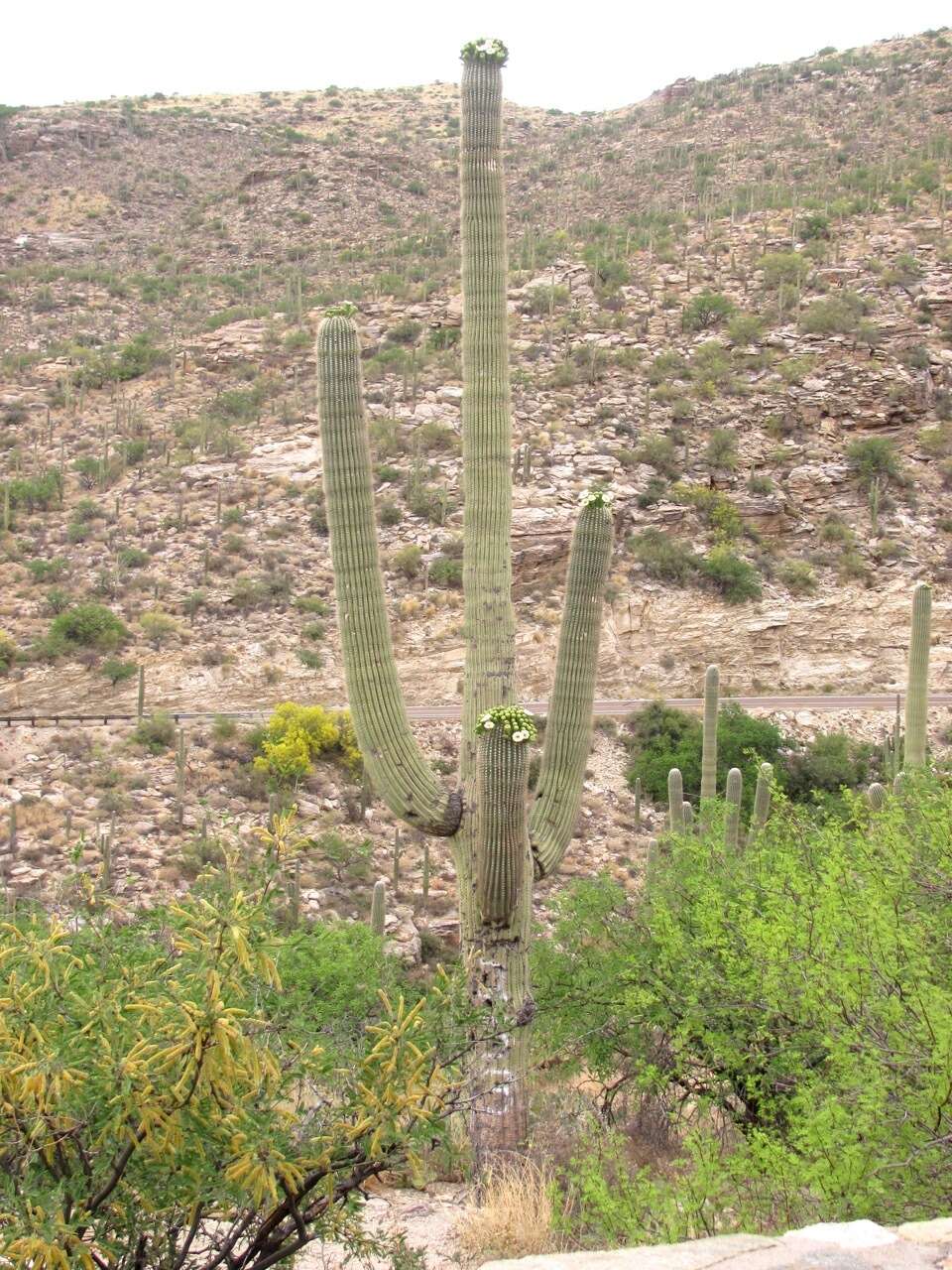 Image of saguaro