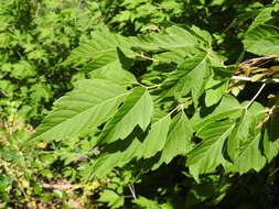 Acer negundo var. interior (Britt.) Sarg.的圖片