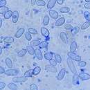 Image of Hypomyces tubariicola (W. Gams) Zare & W. Gams 2016