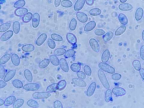 Image of Hypomyces tubariicola (W. Gams) Zare & W. Gams 2016