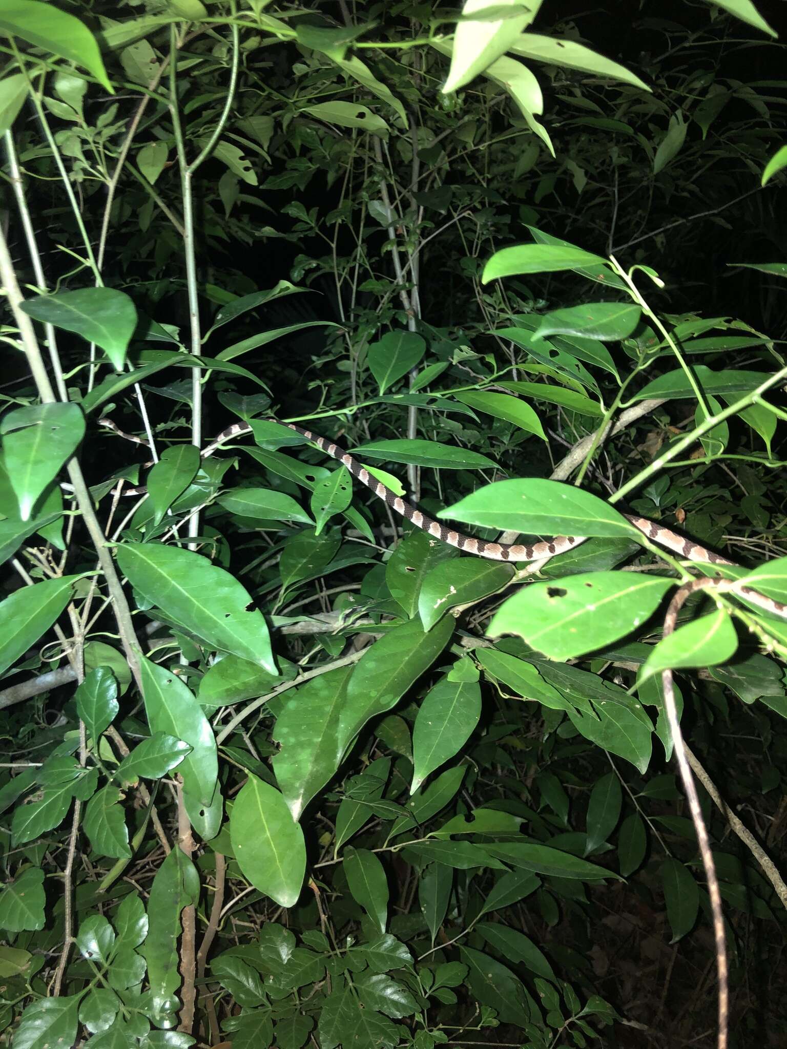 Image of Yucatán Blunthead Snake