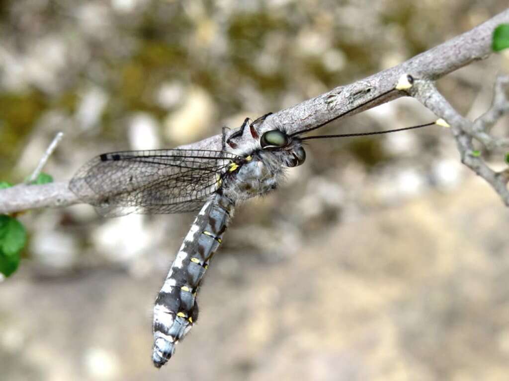 Image of Pilacmonotus sabulosus (Walker 1853)