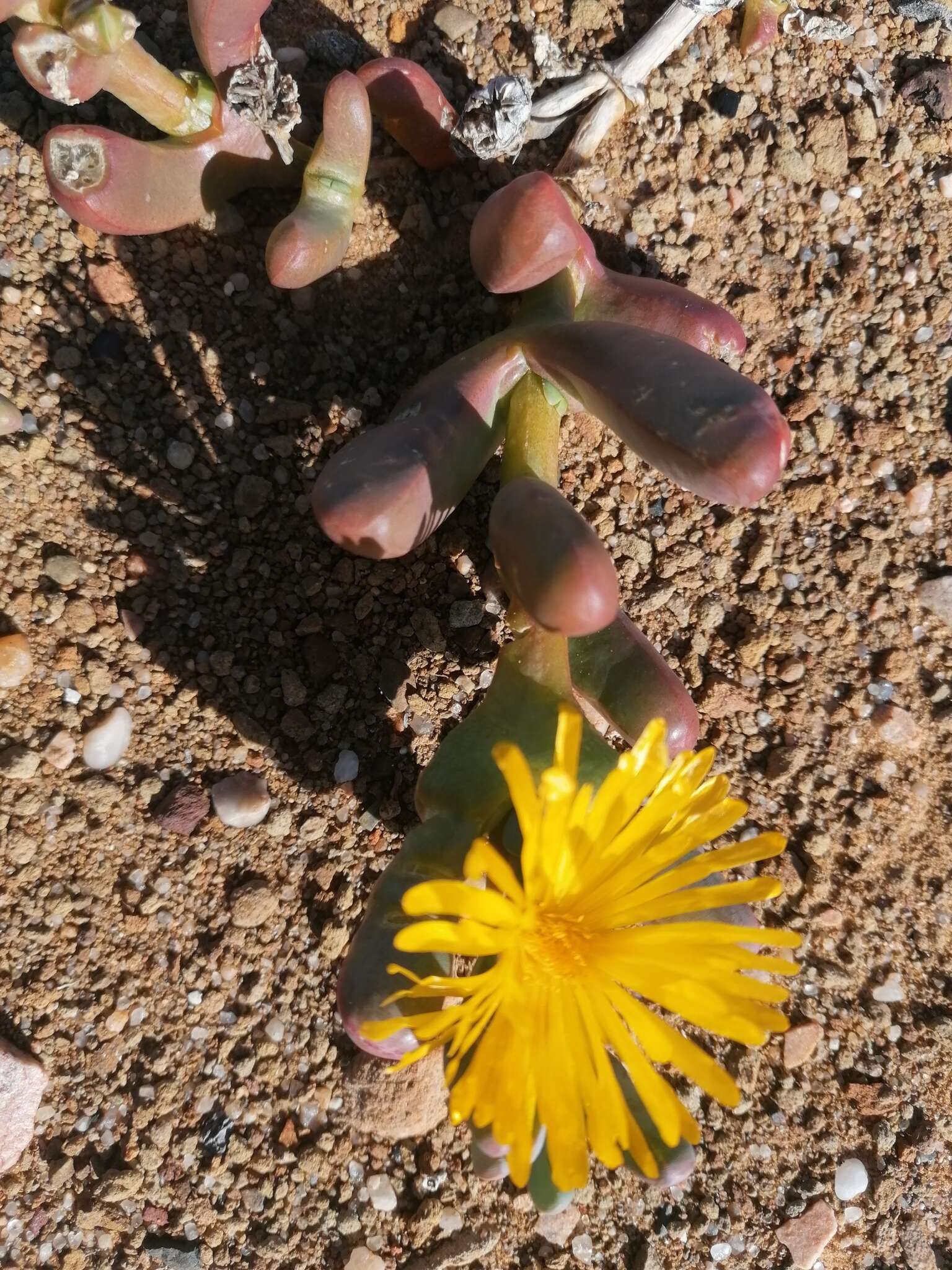 صورة Malephora crassa (L. Bol.) Jacobsen & Schwant.