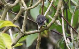 Image of Mistletoebird