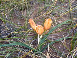 Imagem de Zephyranthes gilliesiana