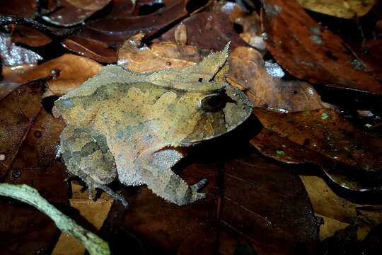 Image of Proceratophrys renalis (Miranda-Ribeiro 1920)