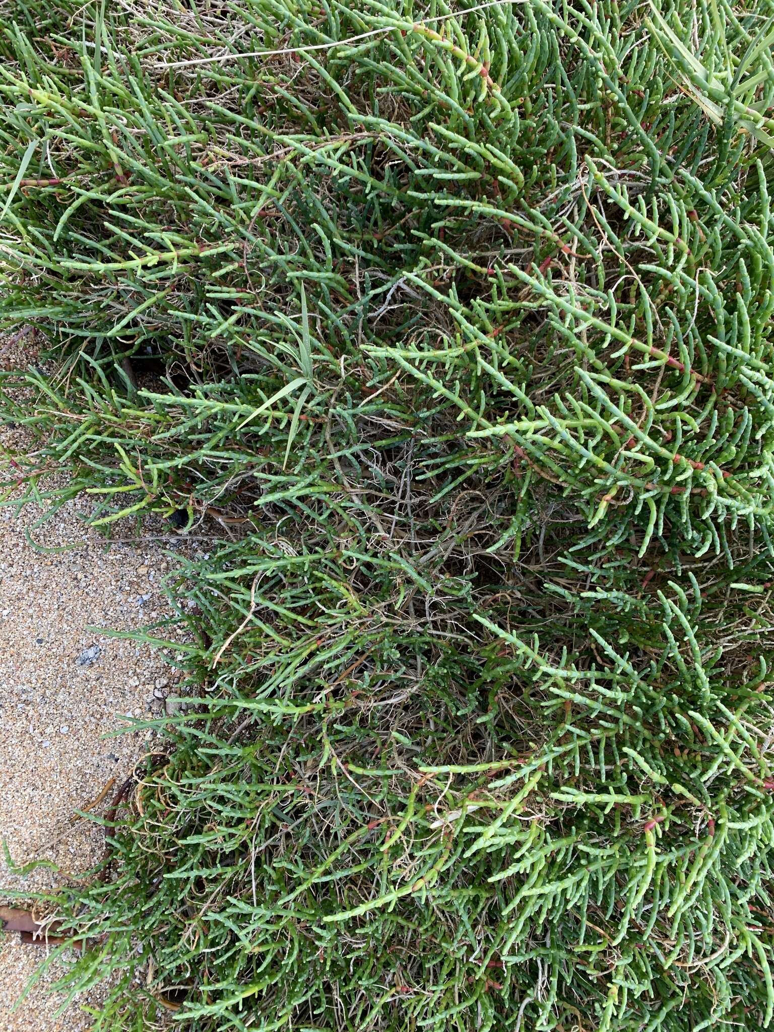 Image of Salicornia neei Lagasca