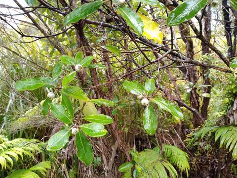 Sivun Pittosporum huttonianum T. Kirk kuva