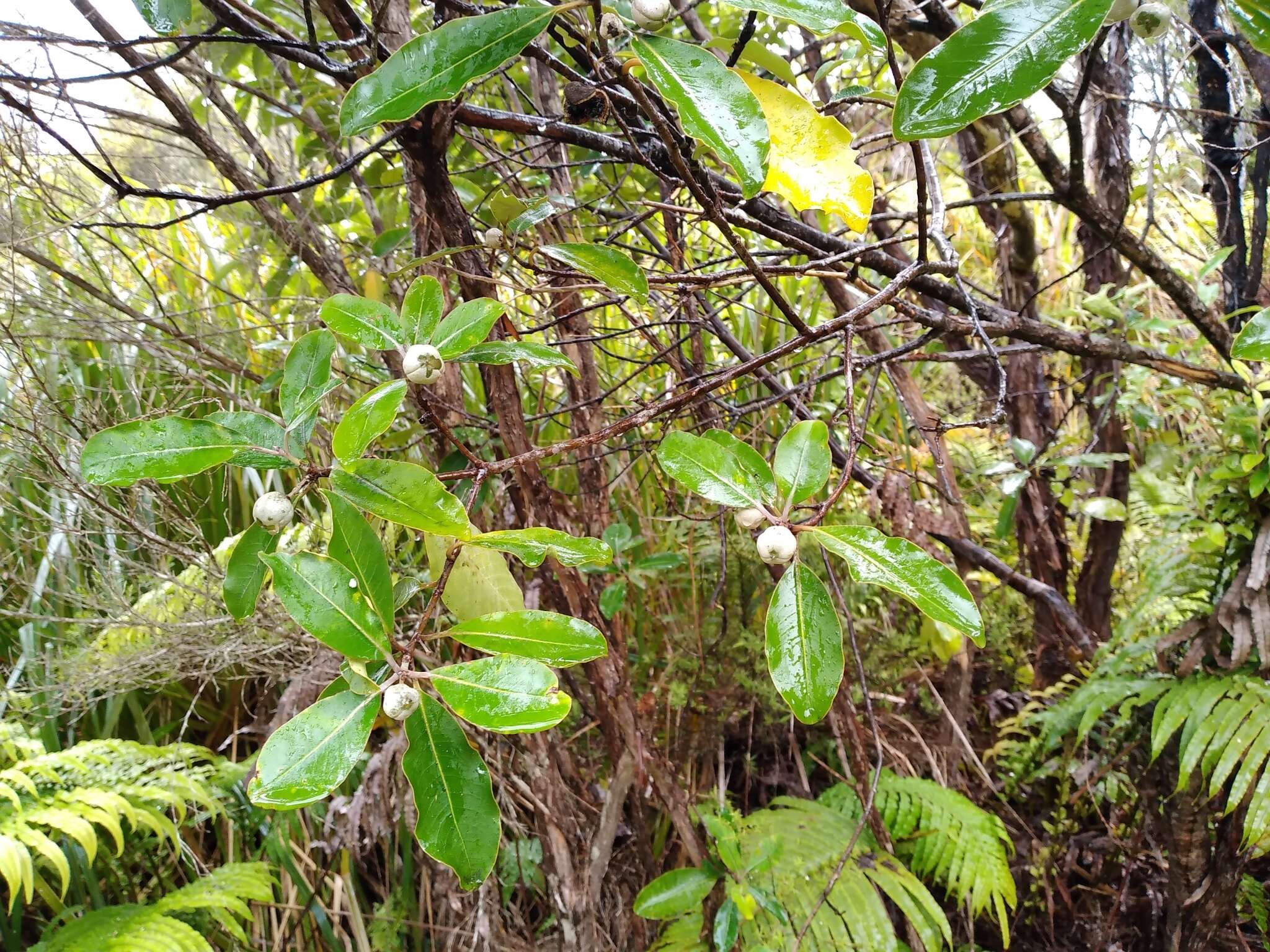 Image de Pittosporum huttonianum T. Kirk