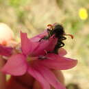 Image of Dierama cooperi N. E. Br.