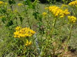 Image of Solidago nitida Torr. & A. Gray