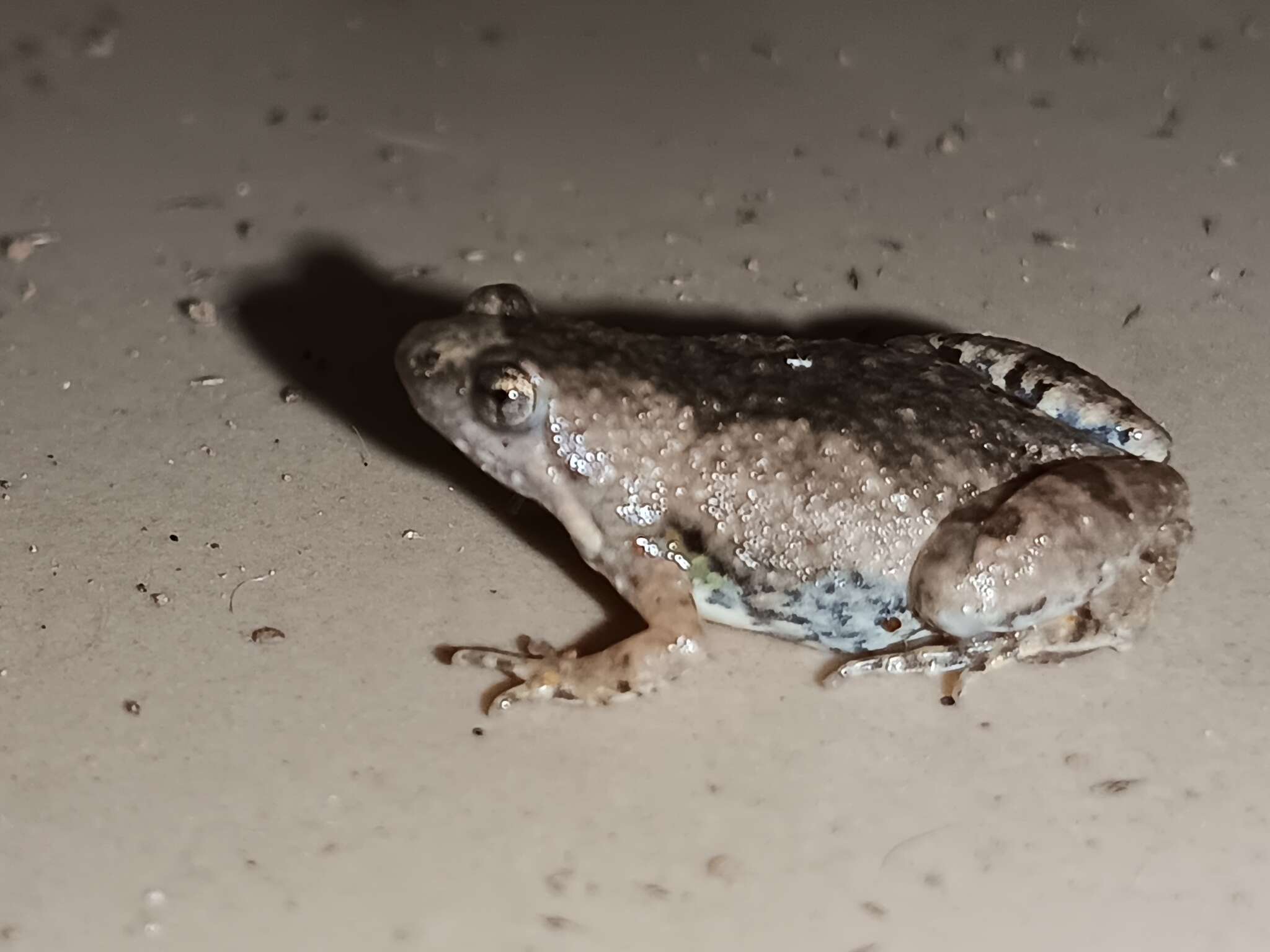 Image of Microhyla nilphamariensis Howlader, Nair, Gopalan & Merilä 2015