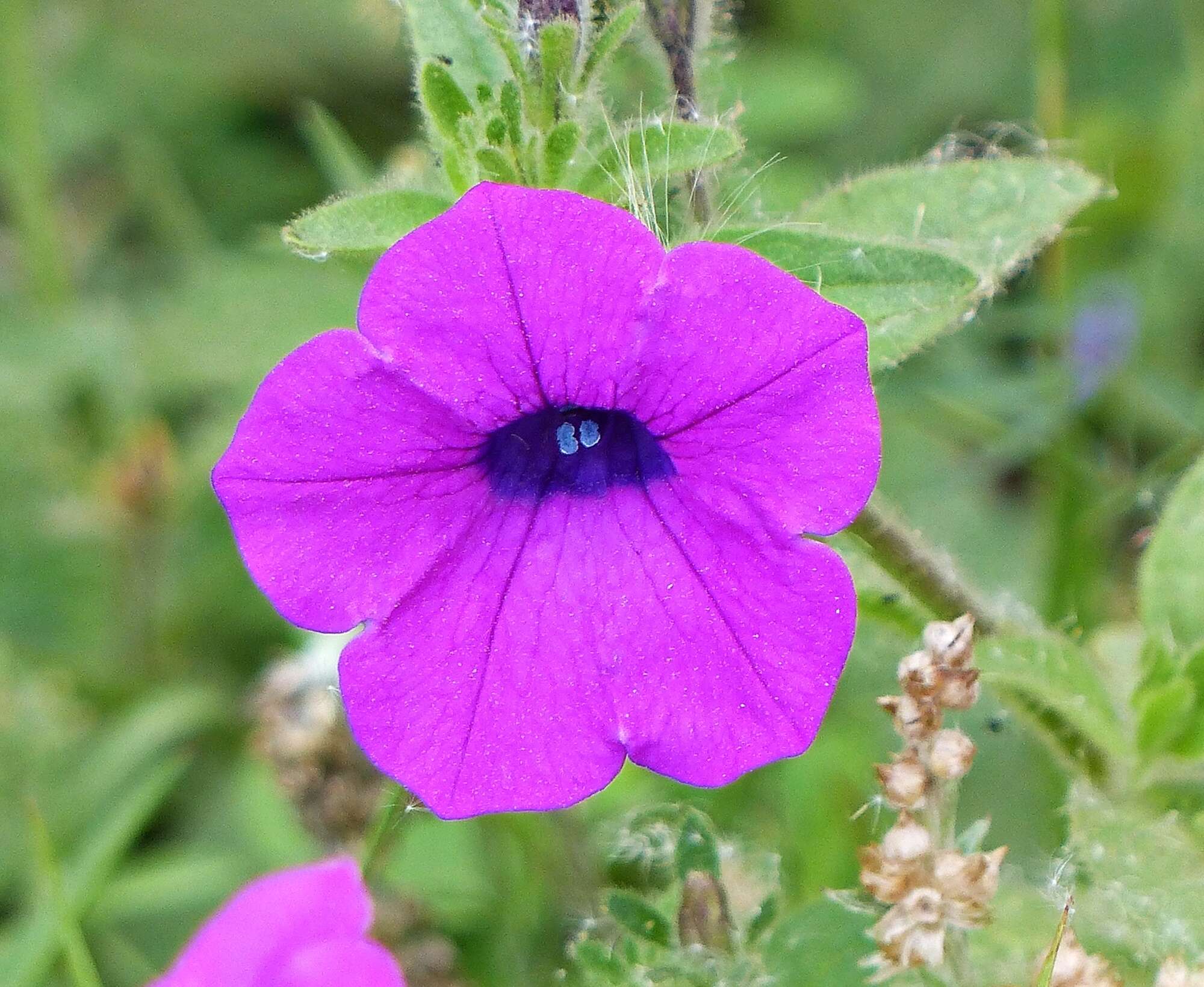 Image de Petunia integrifolia (Hook.) Schinz & Thellung