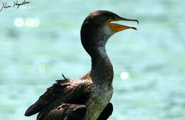 Image of Japanese Cormorant