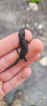 Image of Island Night Lizard