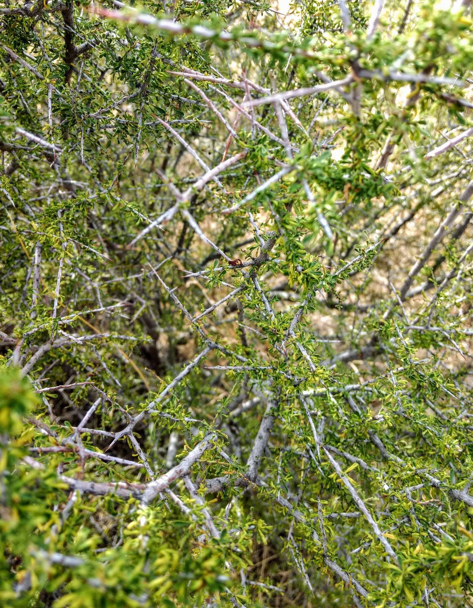 Image of Warnock's snakewood