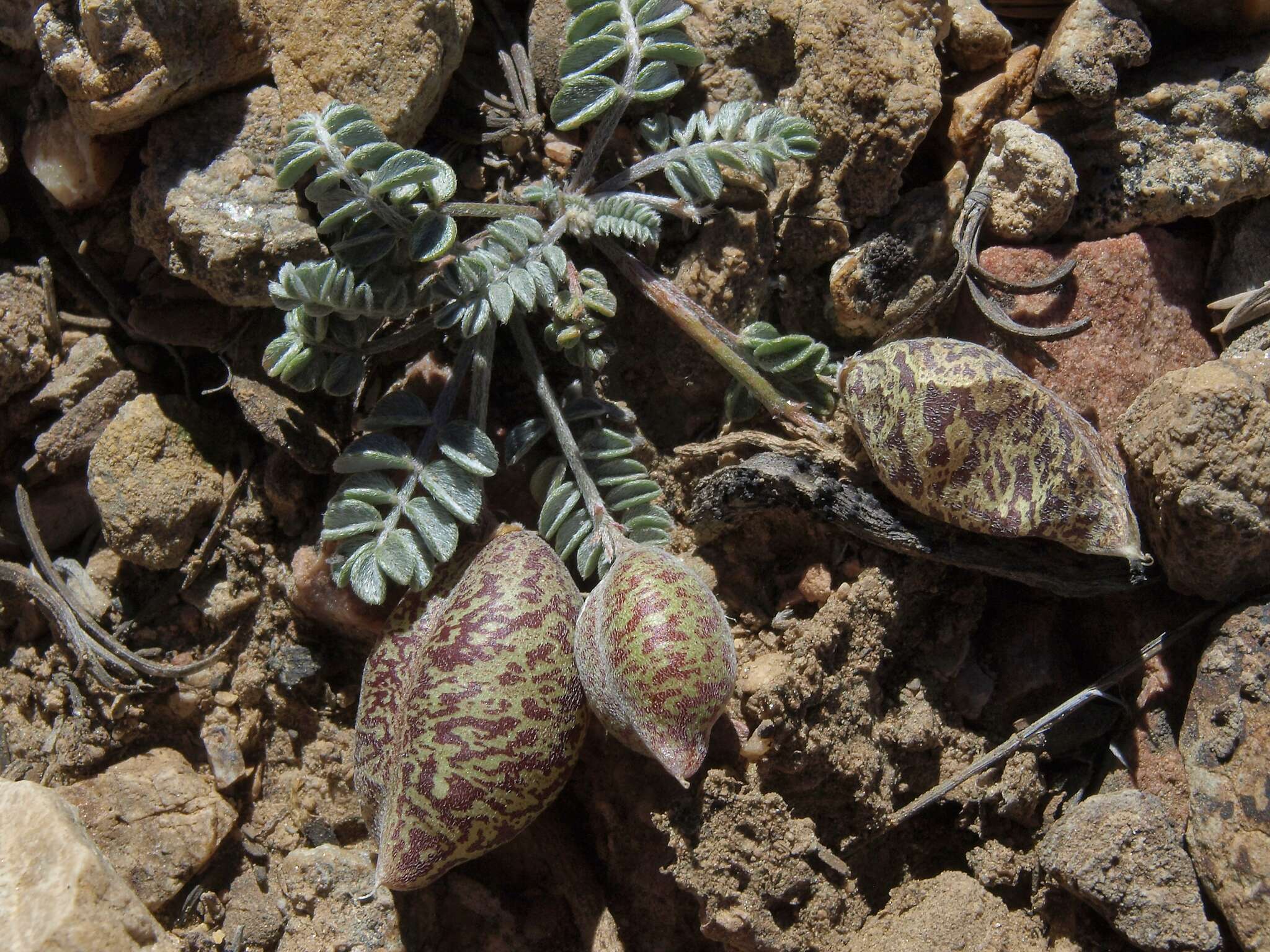 Sivun Astragalus platytropis A. Gray kuva