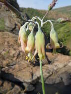 Imagem de Cotyledon barbeyi Schweinf. ex Penzig