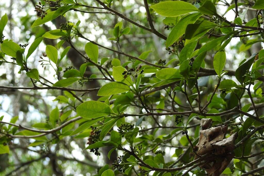 Image of Hamelia calycosa Donn. Sm.