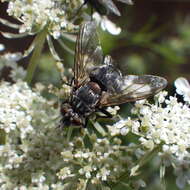 Image of Linnaemya tessellata (Brooks 1944)