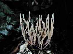 Lentaria boletosporioides R. H. Petersen 2000 resmi