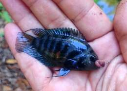 Image of Amatitlán Cichlids