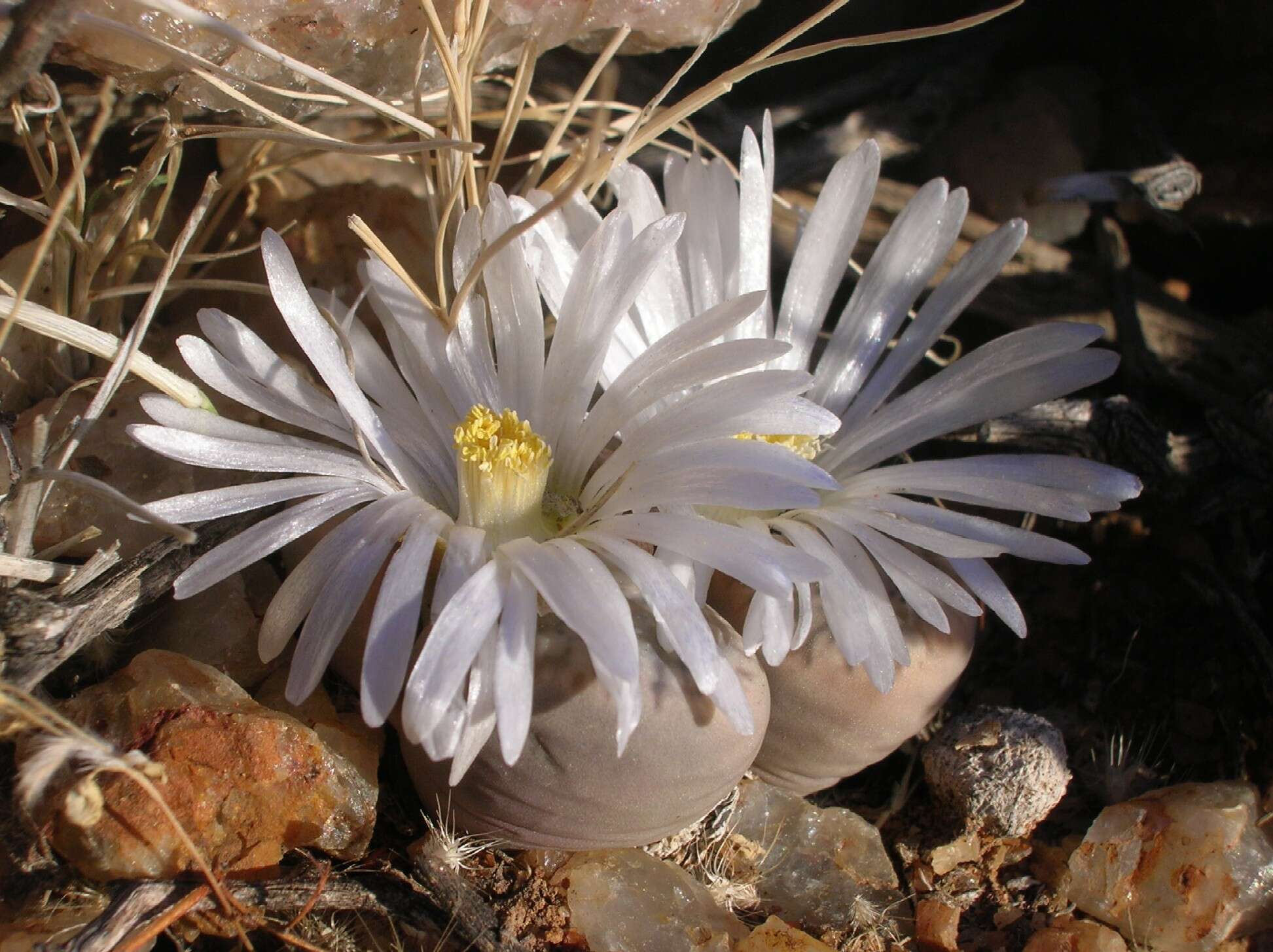 Image of Lithops marmorata (N. E. Br.) N. E. Br.