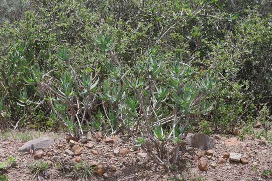 Image of Fence Aloe