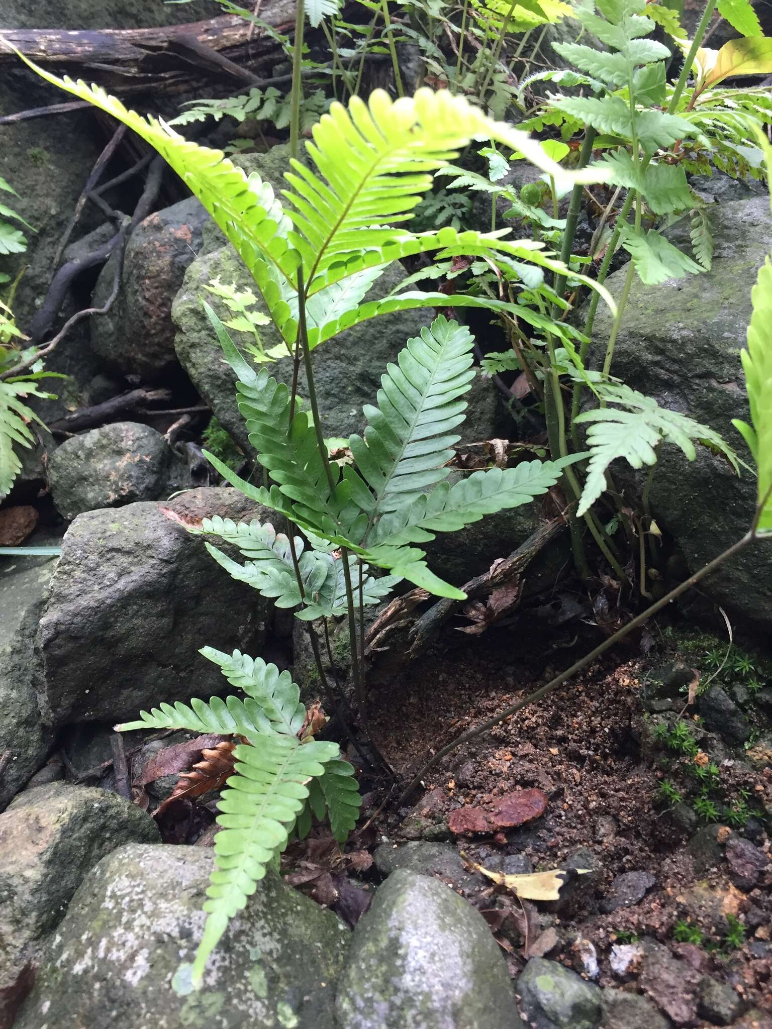 Imagem de Pteris khasiana subsp. fauriei (Hieron.) Fraser-Jenk.