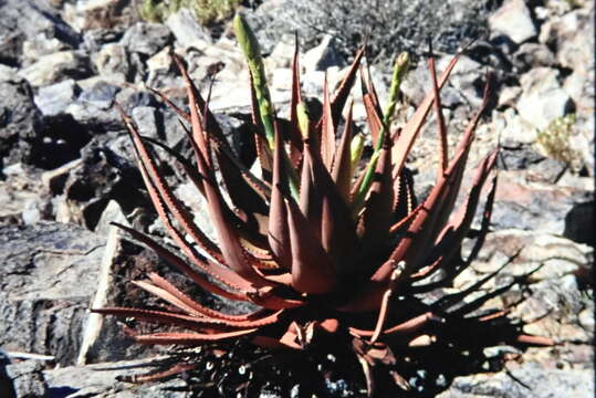 Image of Aloe gariepensis Pillans