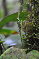 Image of Anthurium collinsii Croat