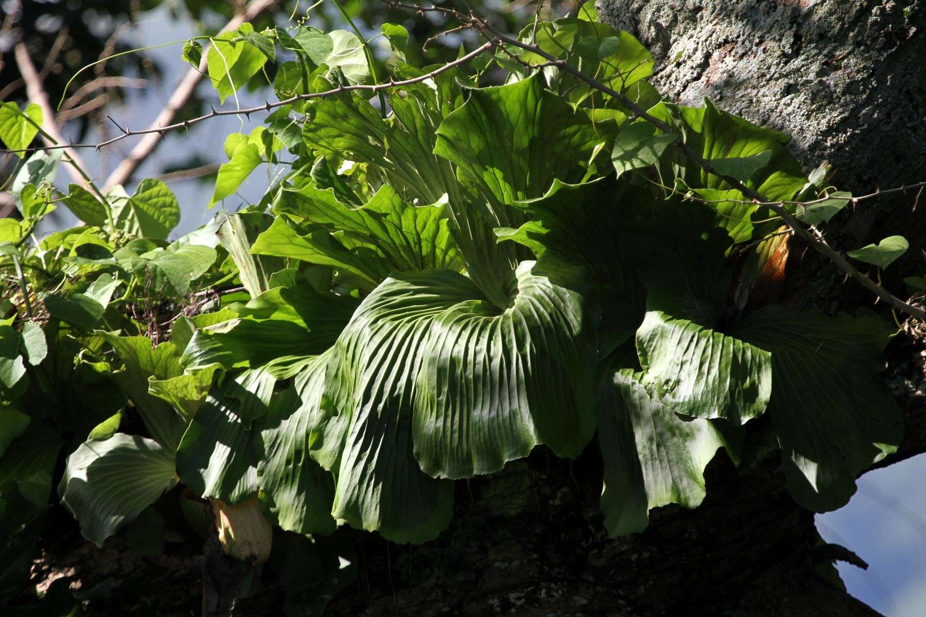 Imagem de Platycerium elephantotis Schweinf.