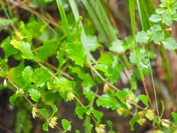 Image of Teucrium lucidum L.