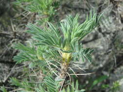 Image of Astragalus arnacanthoides (A. Boriss.) A. Boriss.