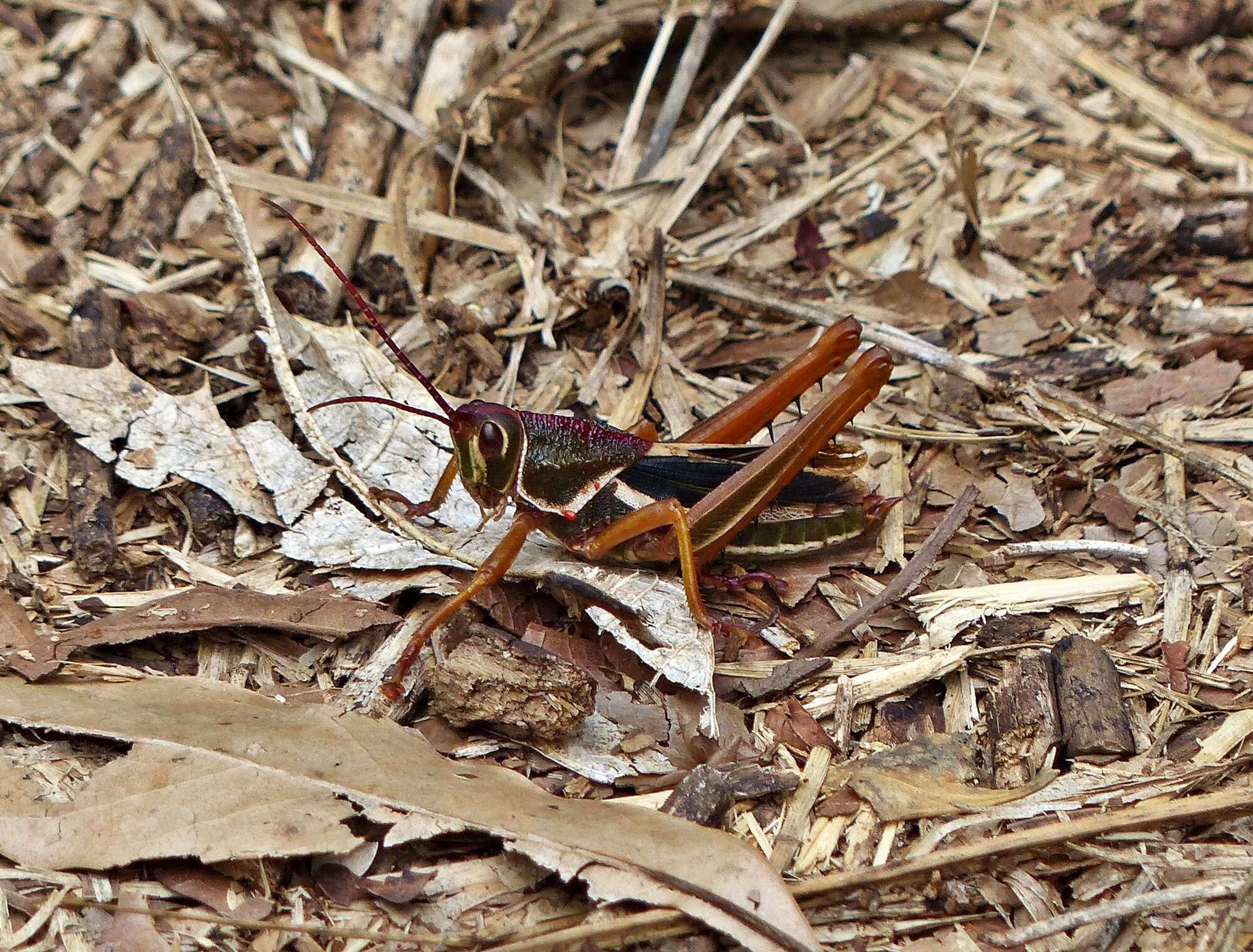 Plancia ëd Staleochlora arcuata iguazuensis Roberts, H. R. & Carbonell 1992