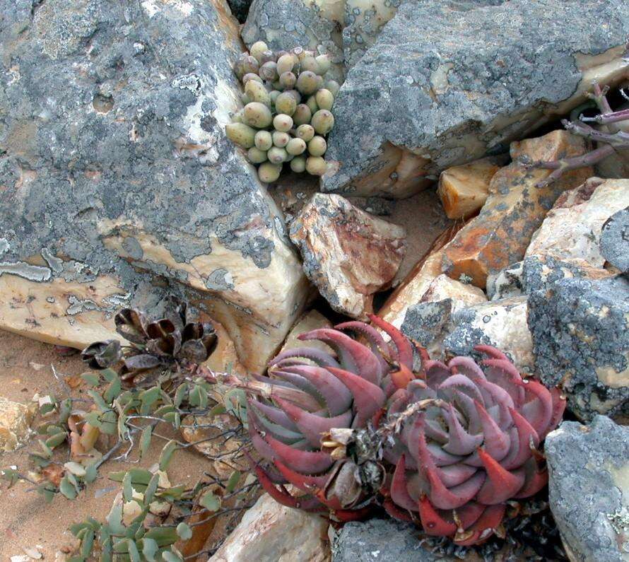 Aloe krapohliana Marloth resmi