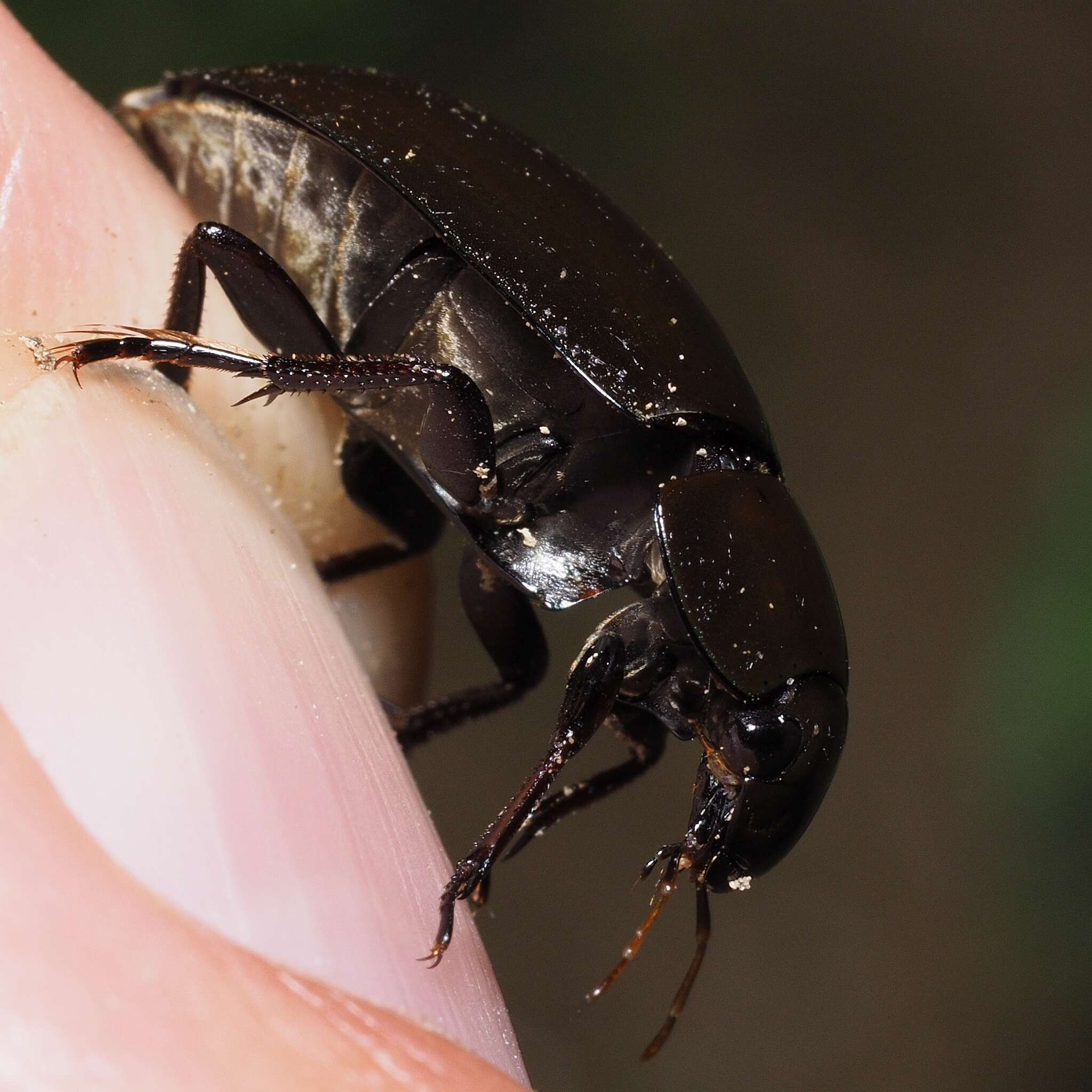 Image of Lesser silver water beetle