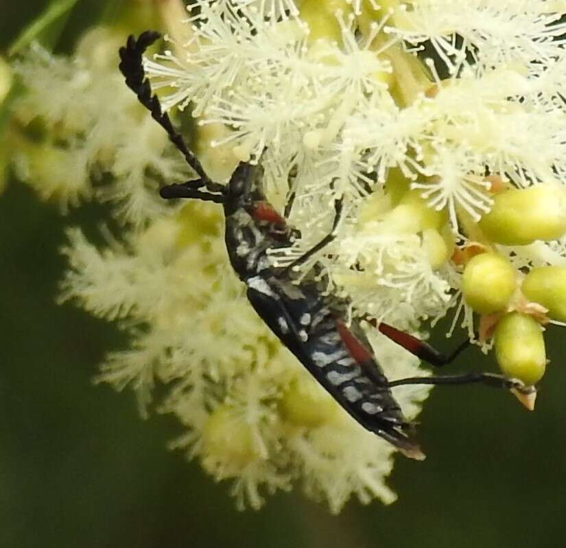 Image of Distichocera thomsonella White 1859