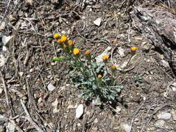 Image of Tehachapi ragwort