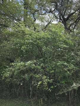Image of green hawthorn