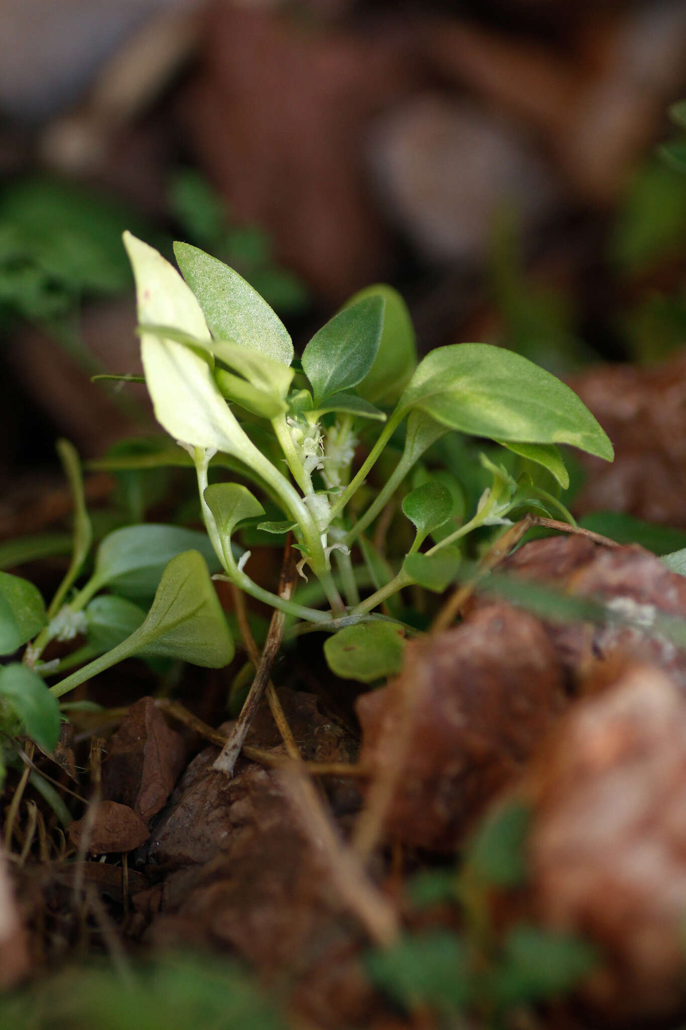 Image of Theligonum cynocrambe L.