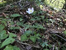 Слика од Anemone nikoensis Maxim.