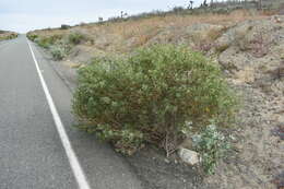 Image of Encelia laciniata Vasey & Rose