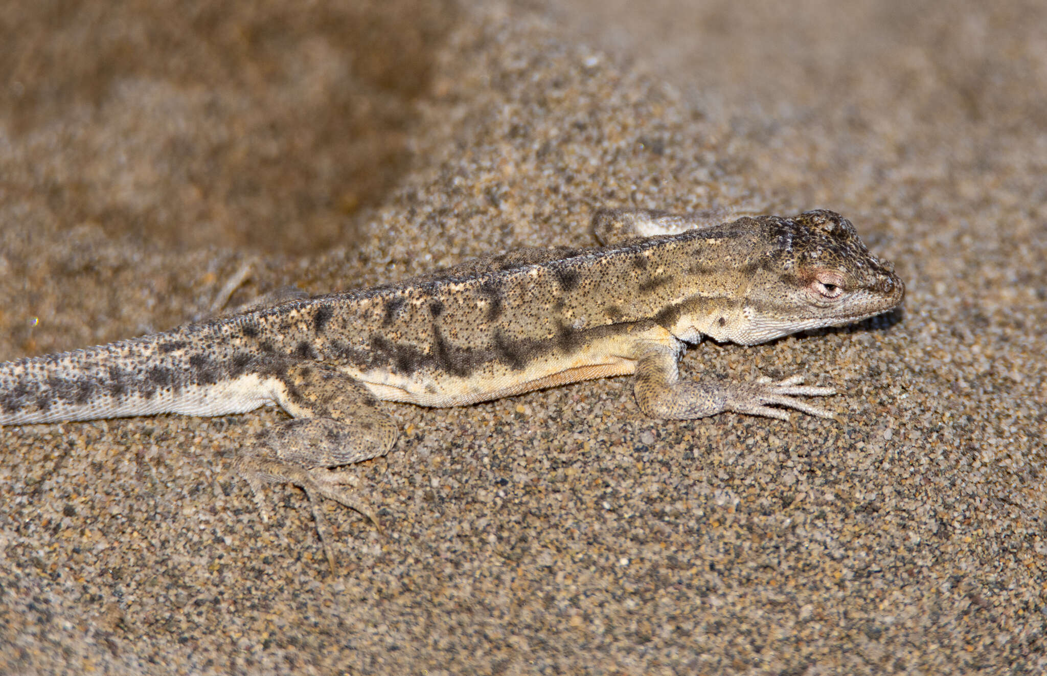 Image of Tschudi's Pacific Iguana